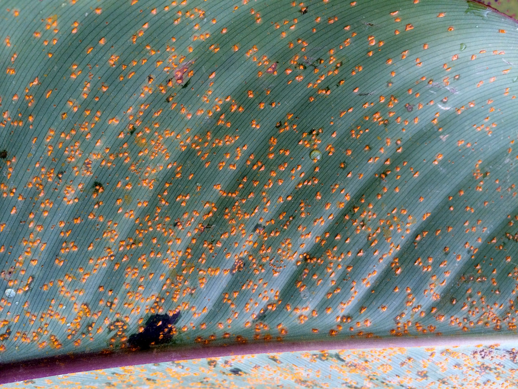 Portugueses descobrem nova doença das plantas na Europa